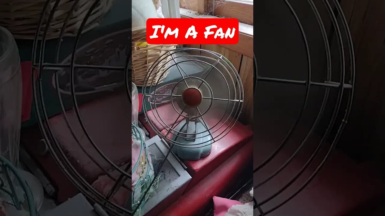 I'm a fan #fan #cool #funny #shorts