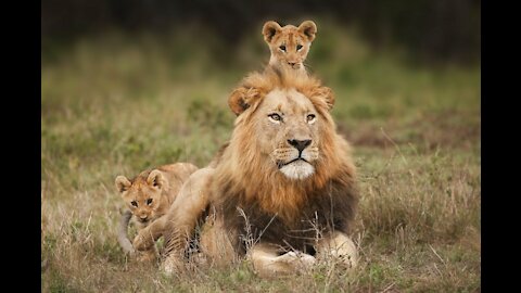 ADORABLE! SIX LION CUBS
