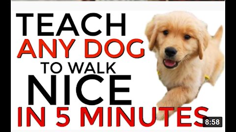 How to train a dog to walk on a leash