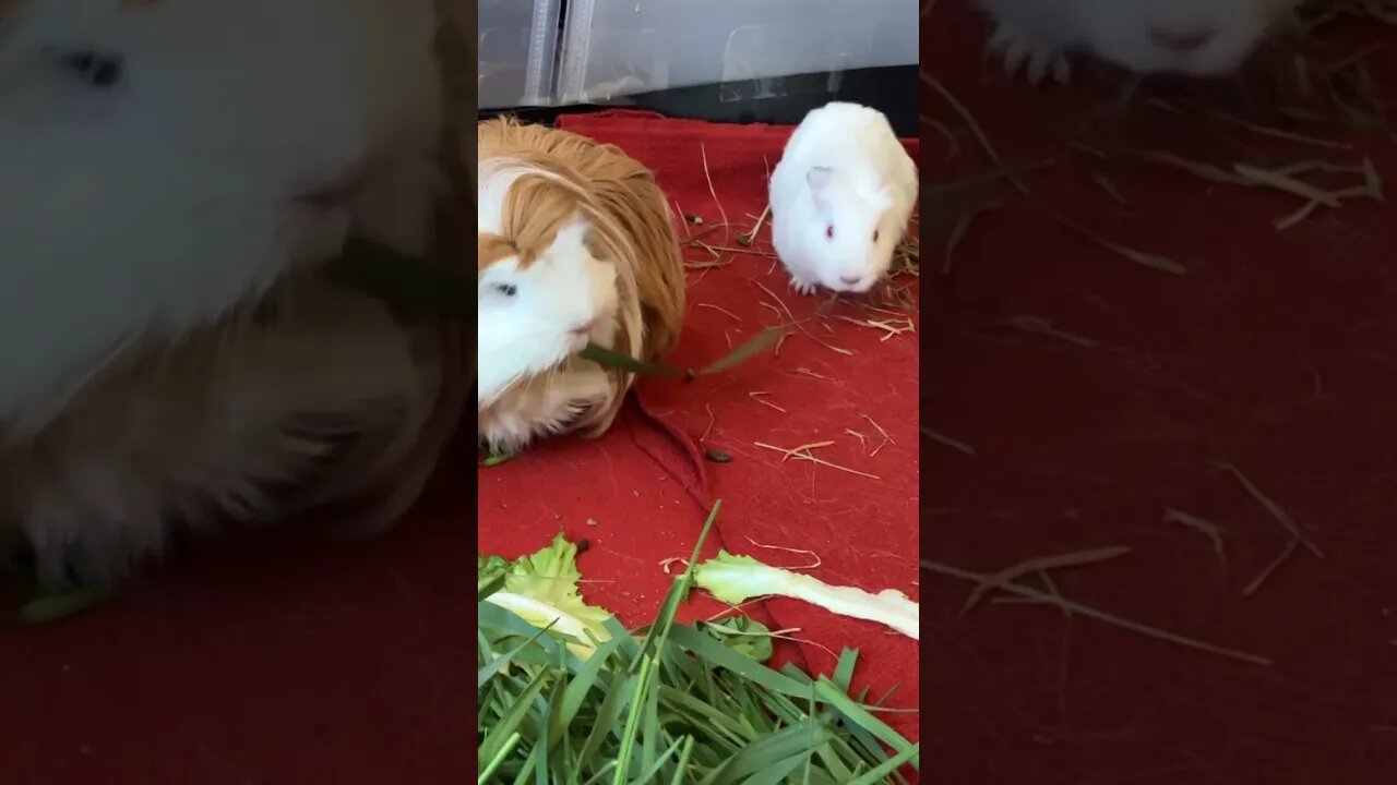 Baby Guinea pig wins food tug of war