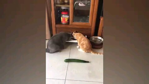 funny video animals cat dog