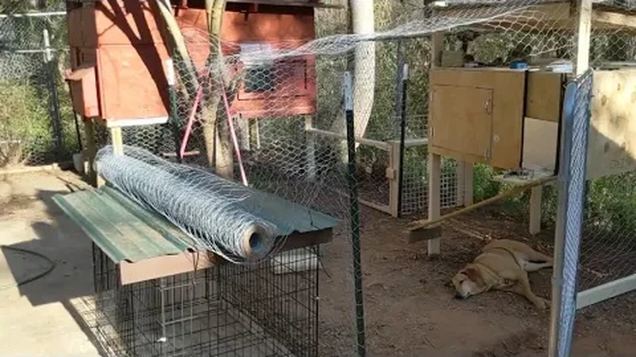 Second Coop Build Days 2 and 3. New Coop for the New Chicks.