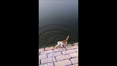 How A Cat Catches a BIG FISH!