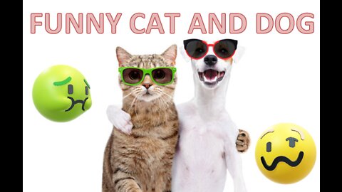Funny cat and dog