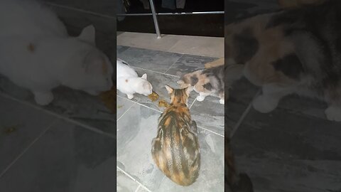 Cat video for cat to watch.