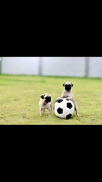 🐶"Pug Puppies' Football Fun"🐶