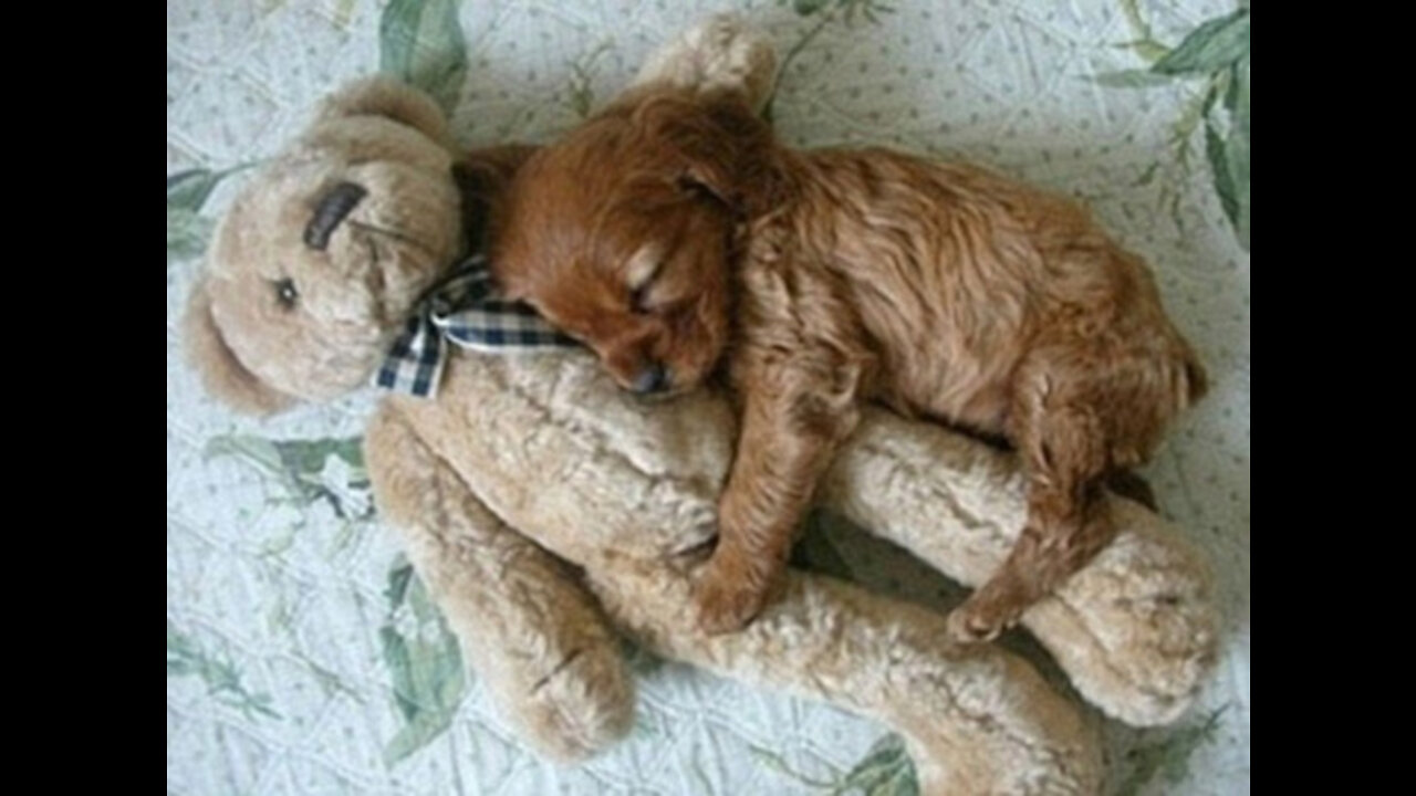Cute Puppies Doing Cute Things To Make You Laugh PART2