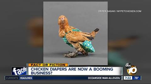 Chicken diapers?