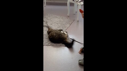 funny videos cat animals cute baby