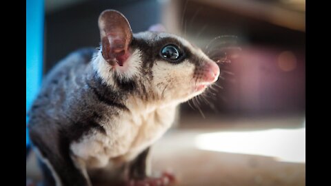 Funny and Cute Compilation - Sugar Gliders