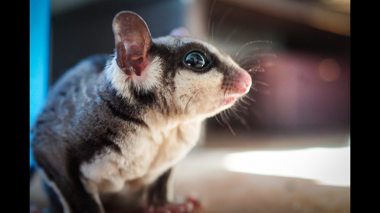 Funny and Cute Compilation - Sugar Gliders