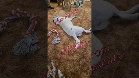 the kids are tuckered out from opening presents #shorts #dog #presents #christmas