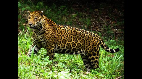 Brazilian Pantanal