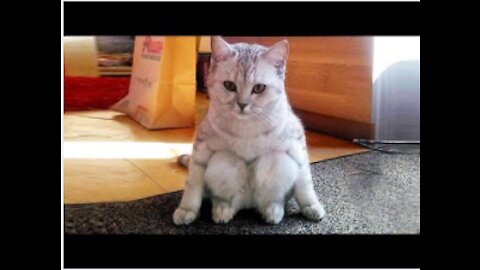 Cute Pets And Funny Animals Try Not To Laugh! *LOL*