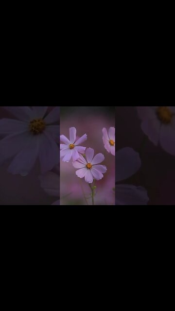 Wind Sounds And Facts #Shorts 🌬