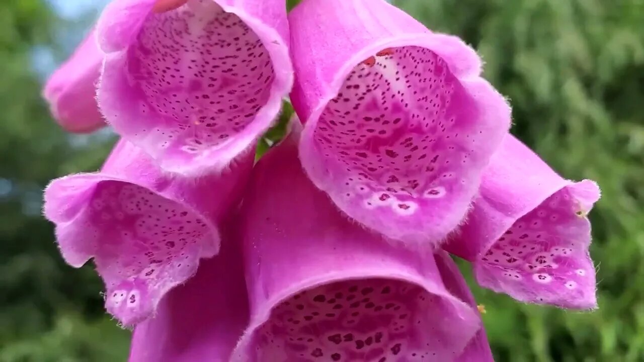 Country Walk #yorkshire#uk#westyorkshire