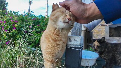 When I went to the cat's house, a ginger tabby cat came out.
