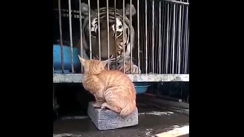 when scary cats Mets wild life animals # comedy #funny videos