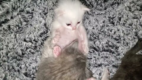 More foster kittens of 2022