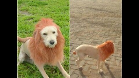 dog with lion mask