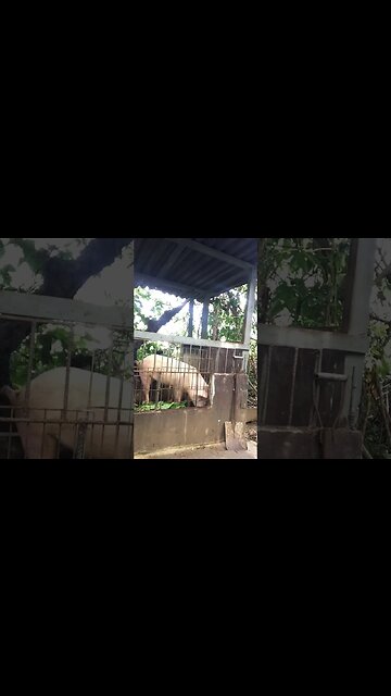 Meet The Pig: The Unsung Hero of the Farm!