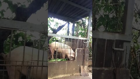 Meet The Pig: The Unsung Hero of the Farm!