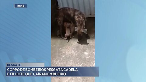 Resgate: Corpo de Bombeiros Resgata Cadela e Filhote que Caíram em Bueiro.