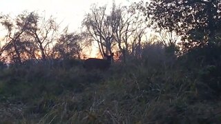 Deer on a nature trail