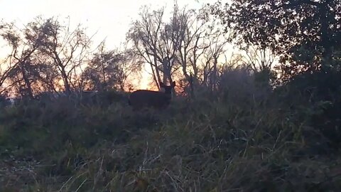 Deer on a nature trail