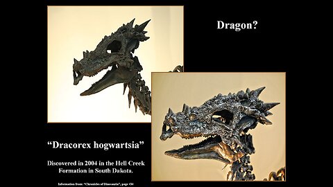 Dragons