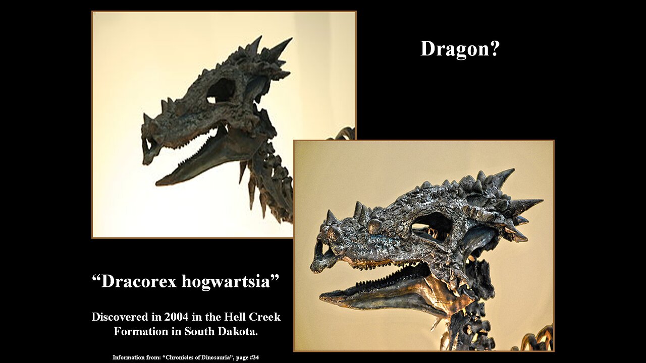 Dragons