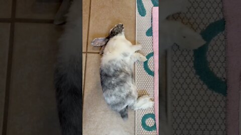 Caught me sleeping 💤 🐇 Rabbito Banana 🍌