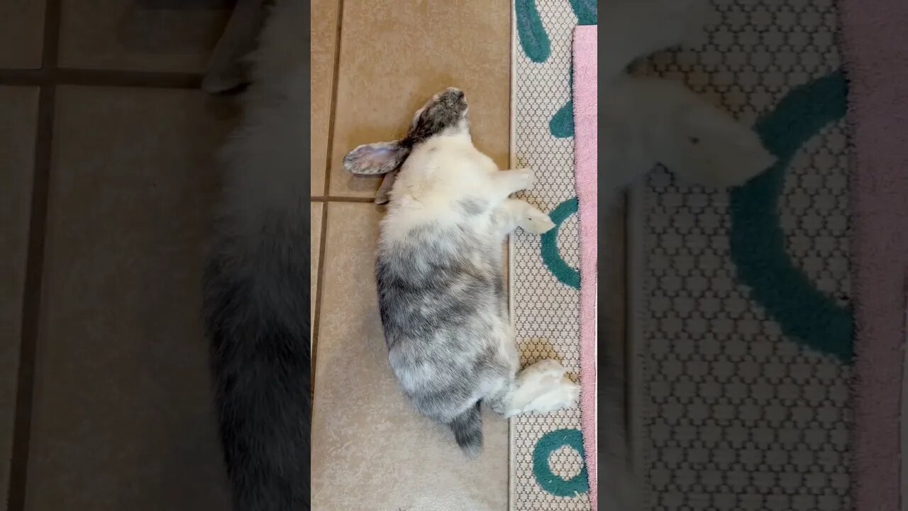 Caught me sleeping 💤 🐇 Rabbito Banana 🍌