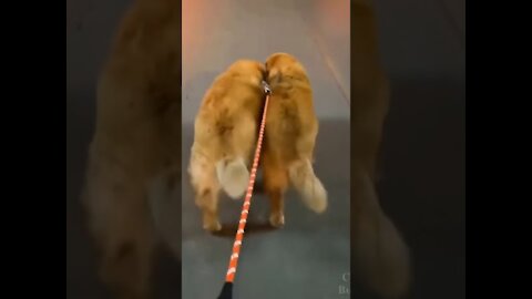cute synchronized twin dogs