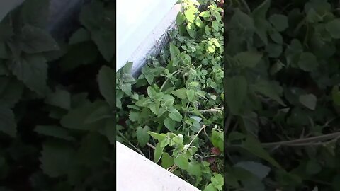 Catnip Is Hard To Kill 🌿