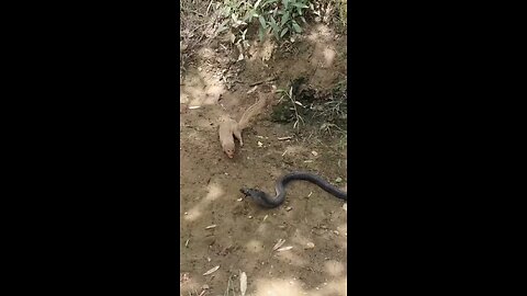 Snake fight