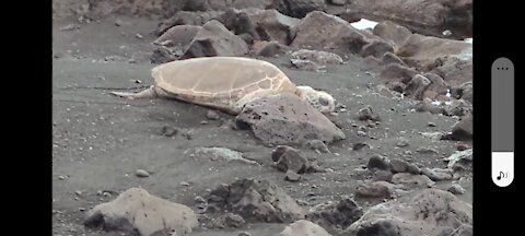 Green Sea Turtles (honu) at Punalu'u Beach