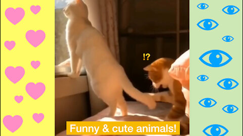 Funny, cute animals! #3