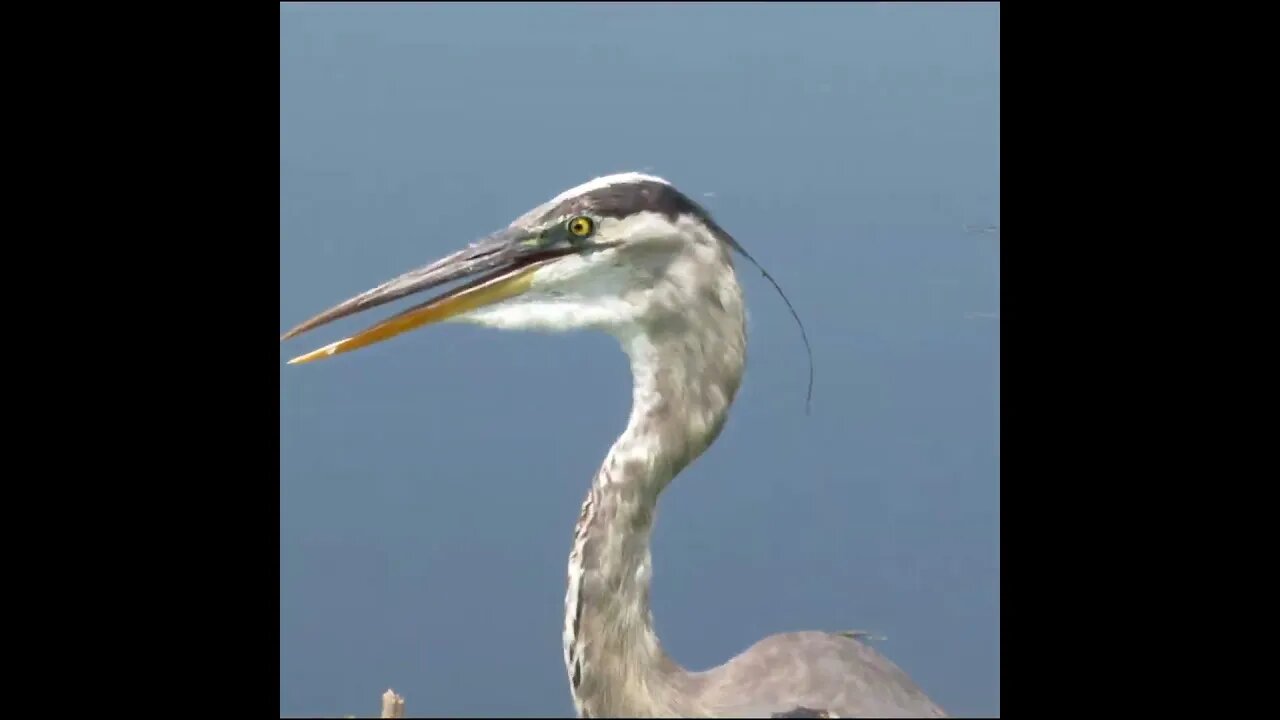blue heron