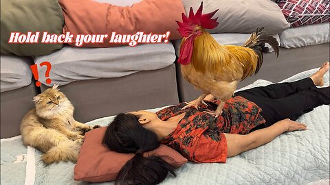 Crazy Rooster