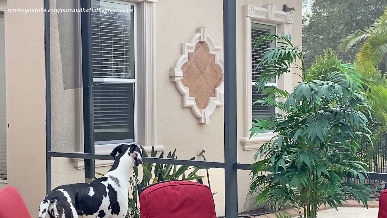Squirrel Almost Comes Inside The Lanai To Visit With Great Danes