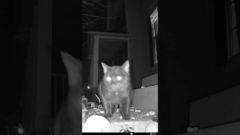 The Black Cat meows At The Garden Again #Shorts 😺