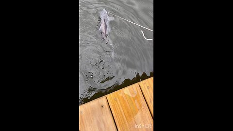 Never say you caught a fish until you have it on dry land!!!😲🐠😂😂