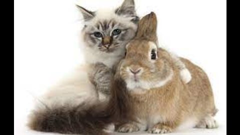 Funny video. Rabbit fight with a cat