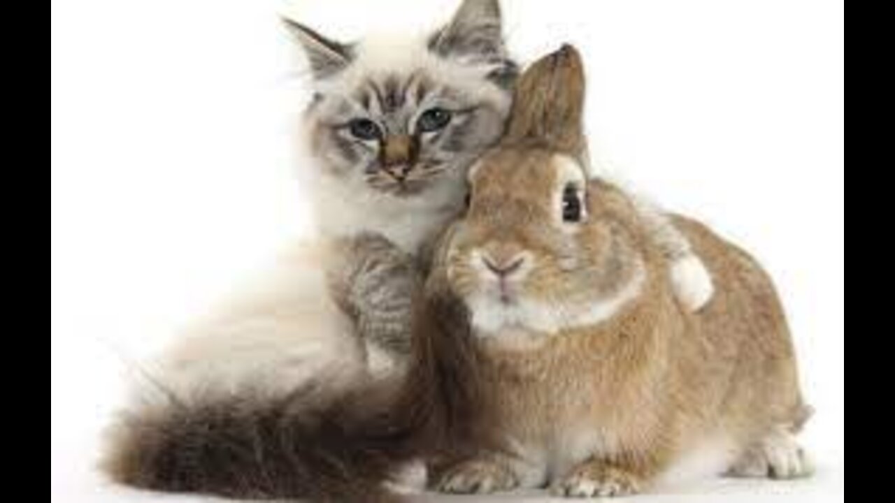 Funny video. Rabbit fight with a cat
