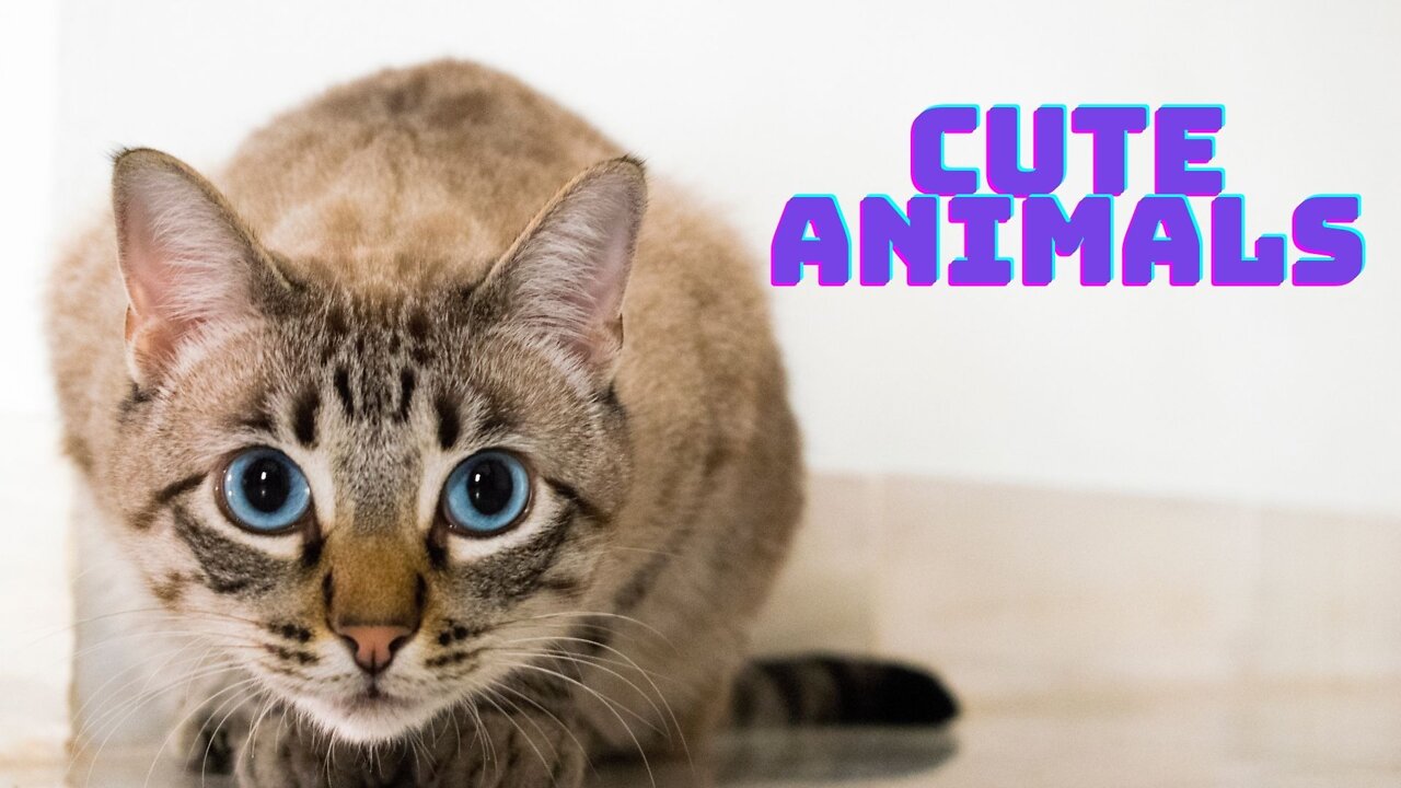 Aaaa SO Cute and funny animals