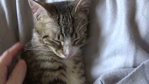 Scratching the Belly of the Cat