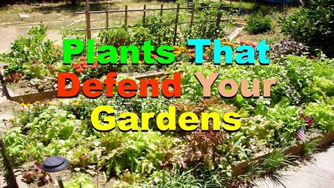 No. 647 – Plants That Defend Your Gardens