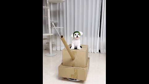 Cat__#Armi_@cute_#kitten_😱🙈😻🤣