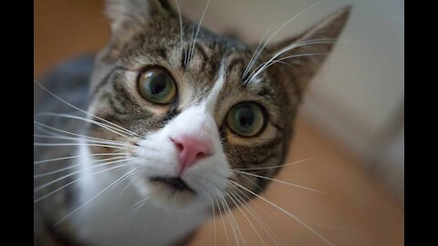 Cute Cats - Funny kittens - Compilation #2 - My Baby Pet